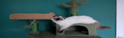 Ragdoll cats for sale: Female Ragdoll Cat For Rehoming - Advert 7