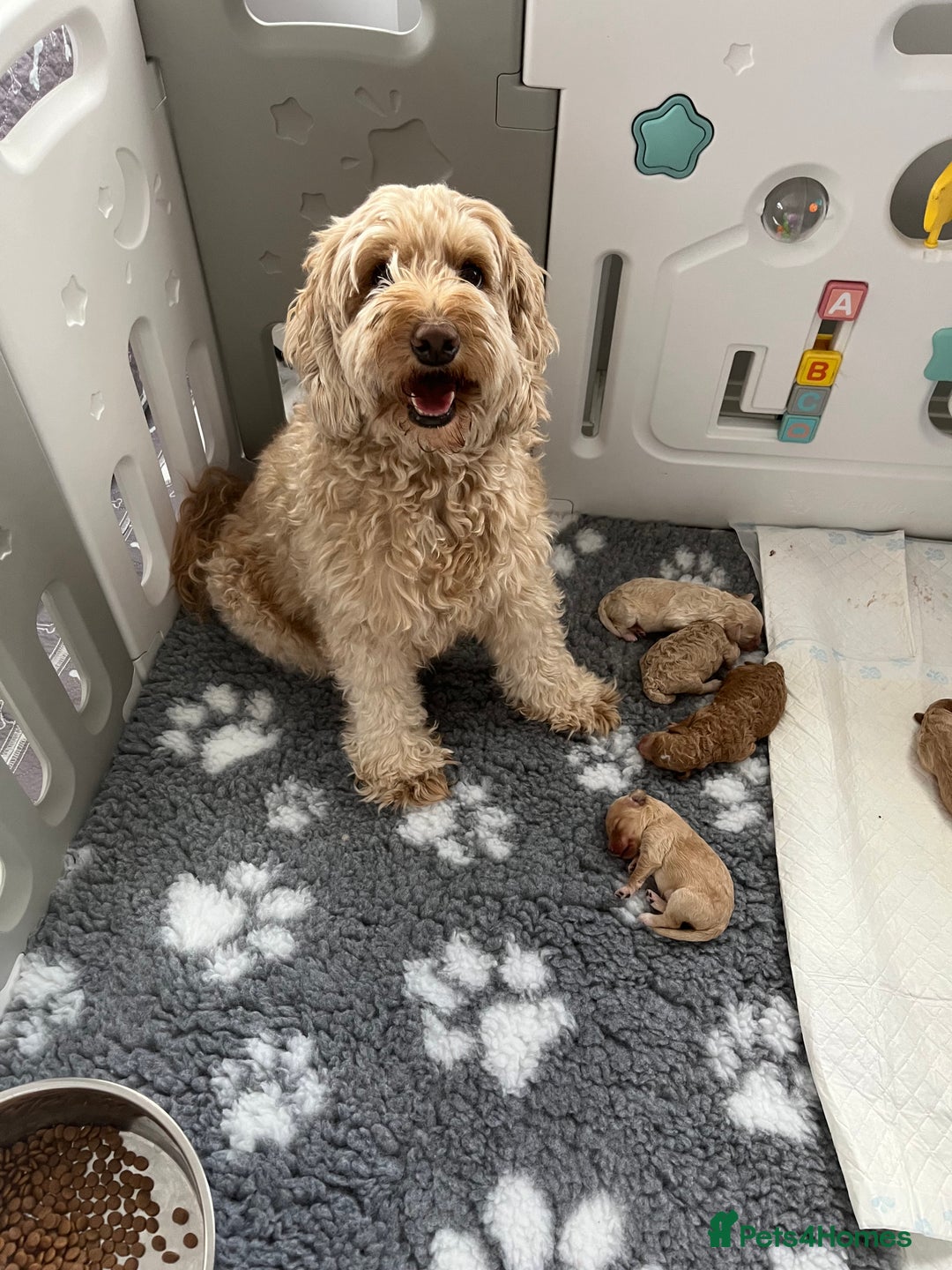 Toy Poodle dogs for stud: Quinn Red & white Toy Poodle for Stud ONLY. in Northampton - Advert 22