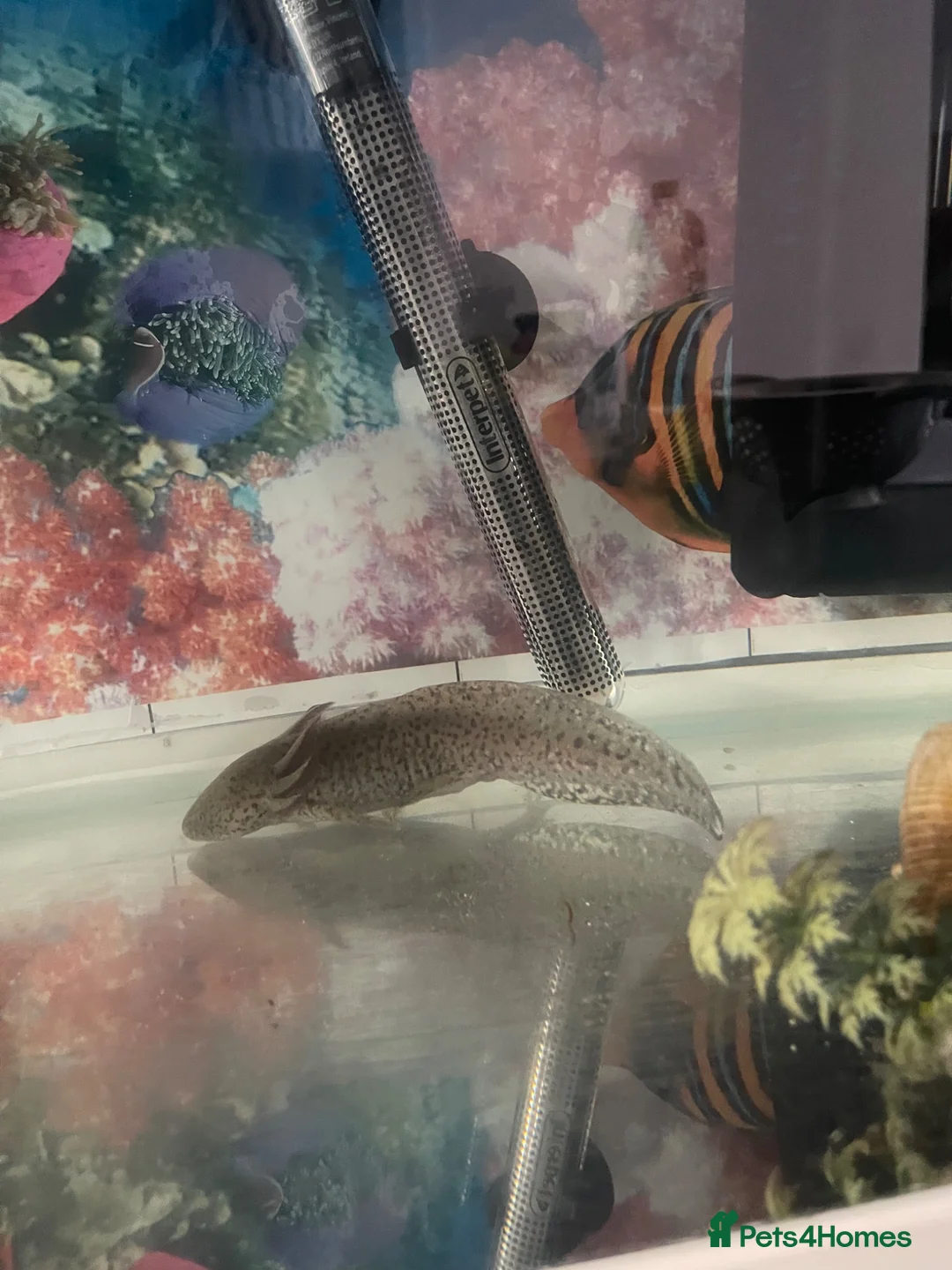 Axolotl reptiles for sale: Axolotl + Complete Setup For Sale (9 Months Old) - Advert 1