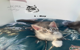 Maine Coon cats for sale: Russian Lane Shaded Maine Coon  - Image 3