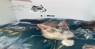 Maine Coon cats - Advert 4
