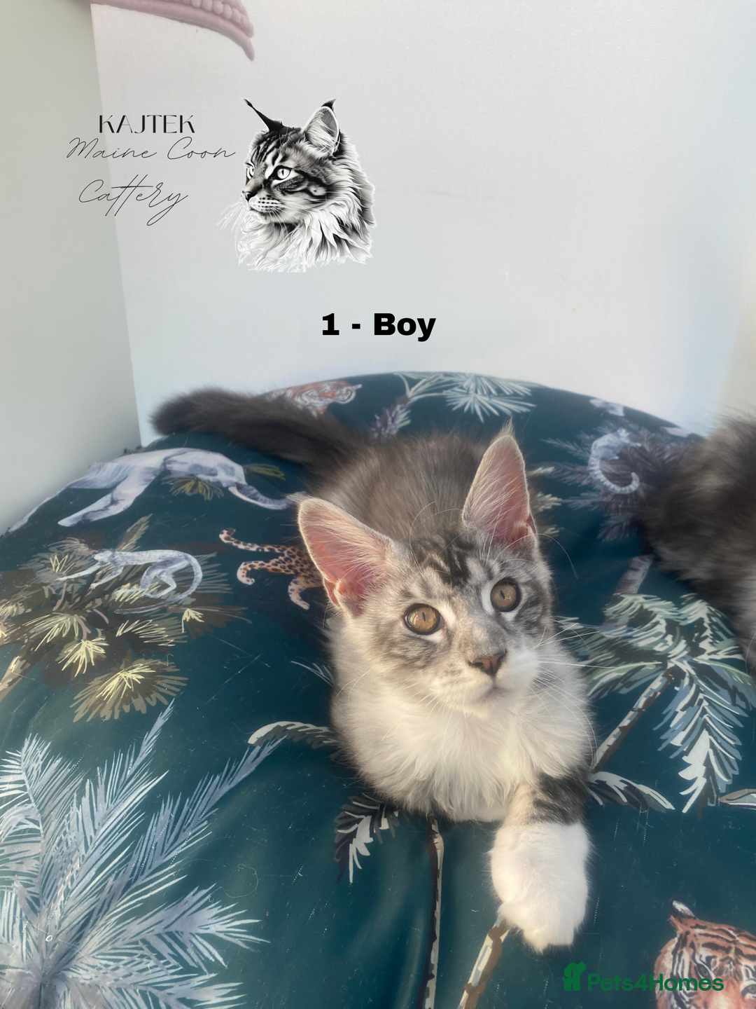 Maine Coon cats for sale: Russian Lane Shaded Maine Coon  - Image 3