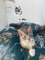 Maine Coon cats - Advert 14