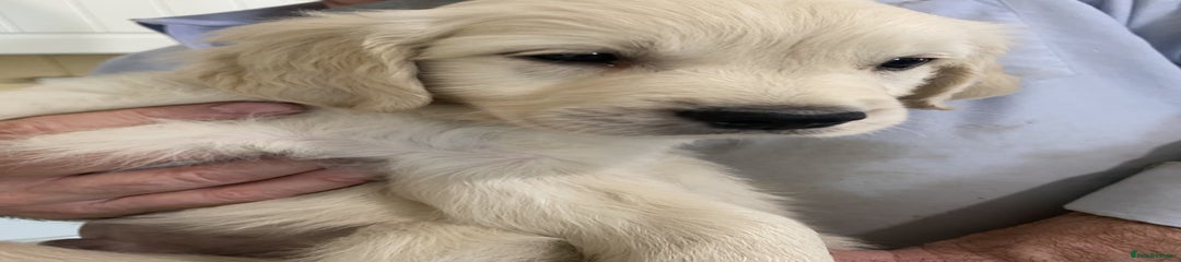 Golden Retriever Puppy 1