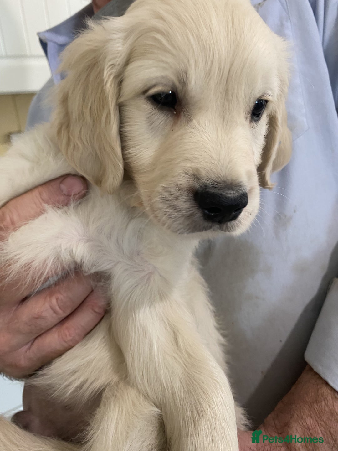 Golden Retriever dogs for sale: Stunning Golden Retrievers KC Reg - Image 1