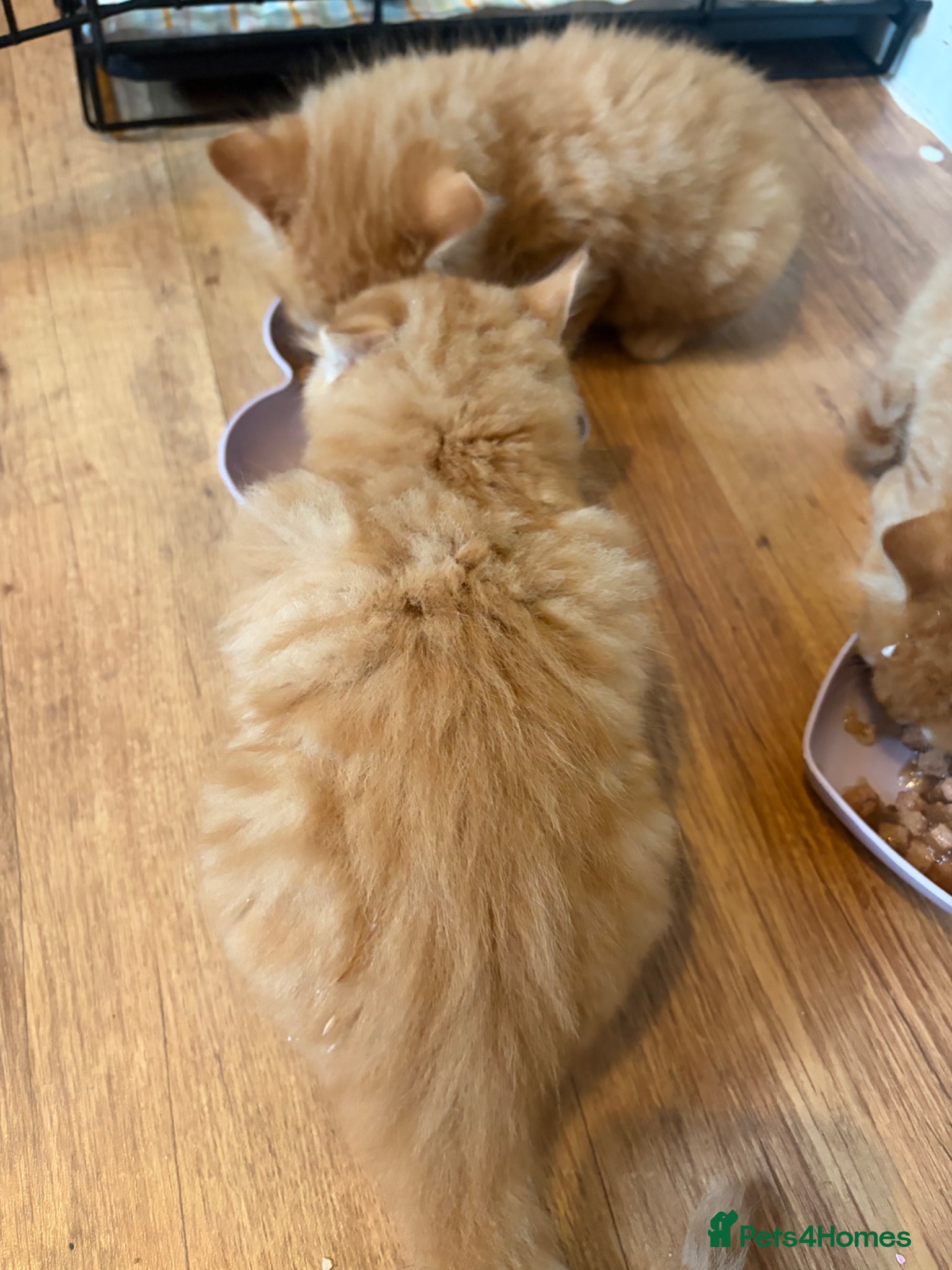 Mixed Breed cats for sale: 4 beautiful male ginger kittens  in Bristol - Advert 6