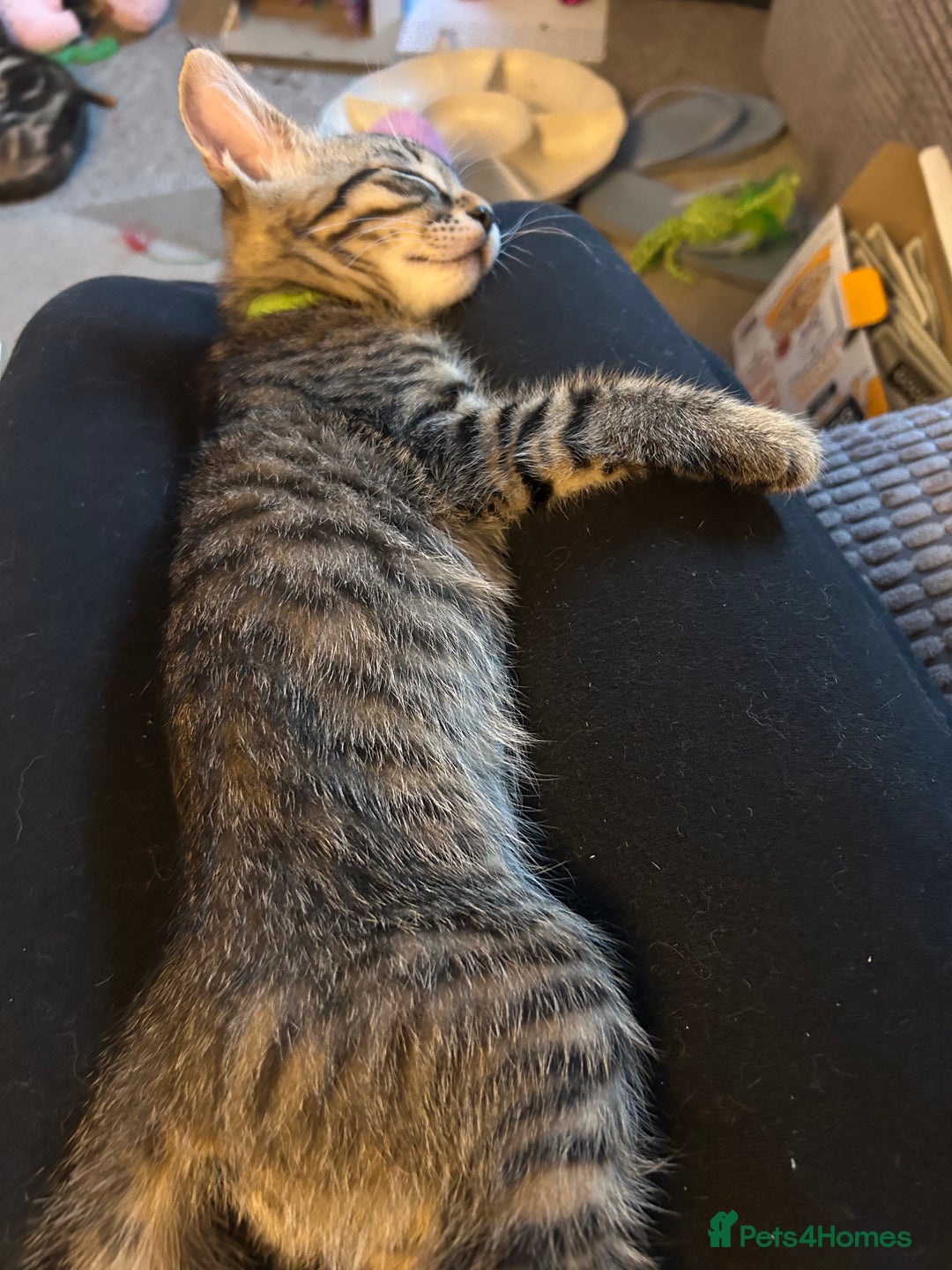 Domestic Shorthair cats for sale: Kittens - Image 10