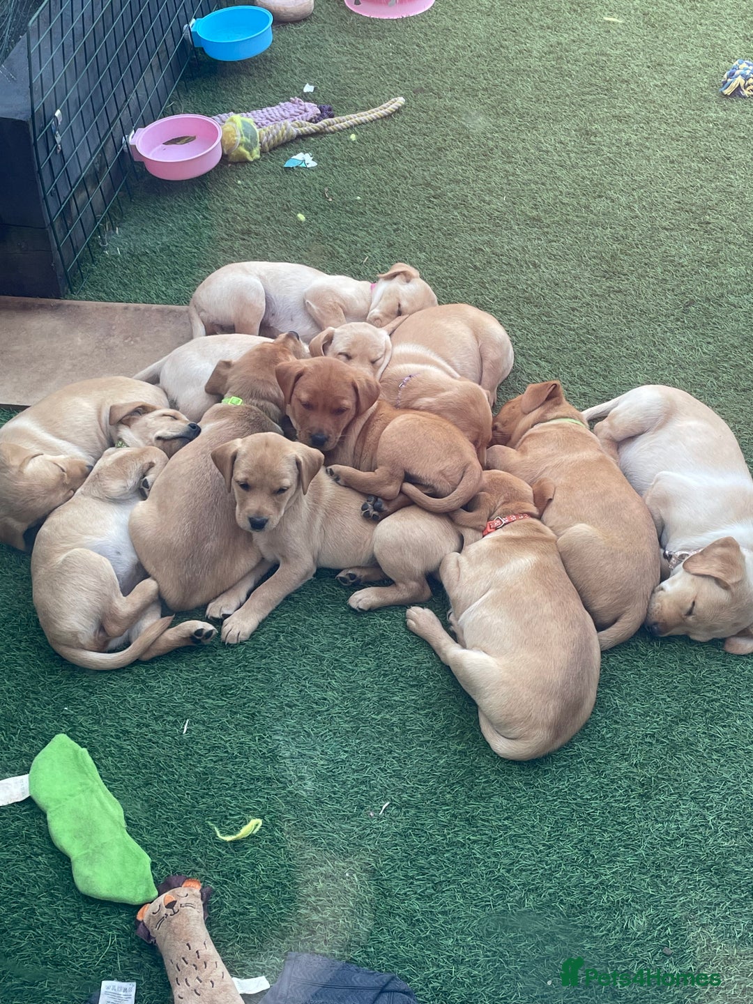 Labrador Retriever dogs for sale: Golden and fox red lab puppies ready to leave now - Image 13