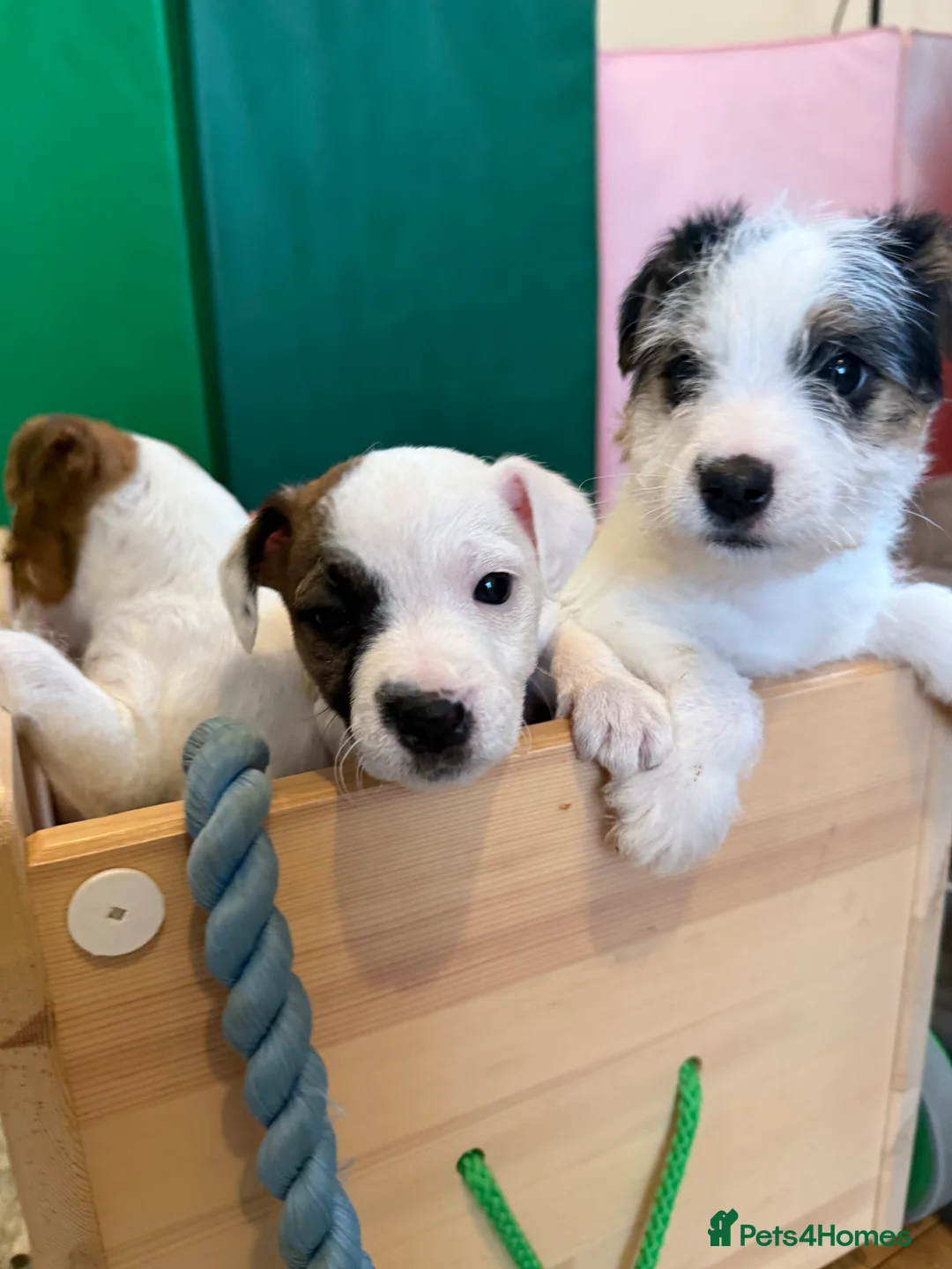 Parson Russell dogs for sale: Parson Russell Terrier - Advert 7