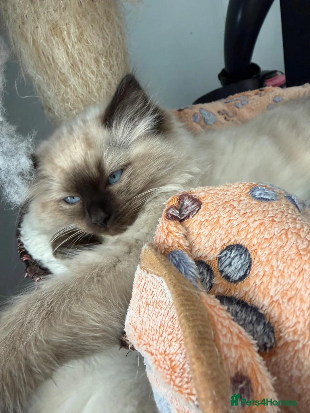Ragdoll cats for sale: Ragdoll - Advert 11