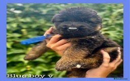 German Shepherd dogs for sale:   GSD puppies' fluffy coats  - Image 4