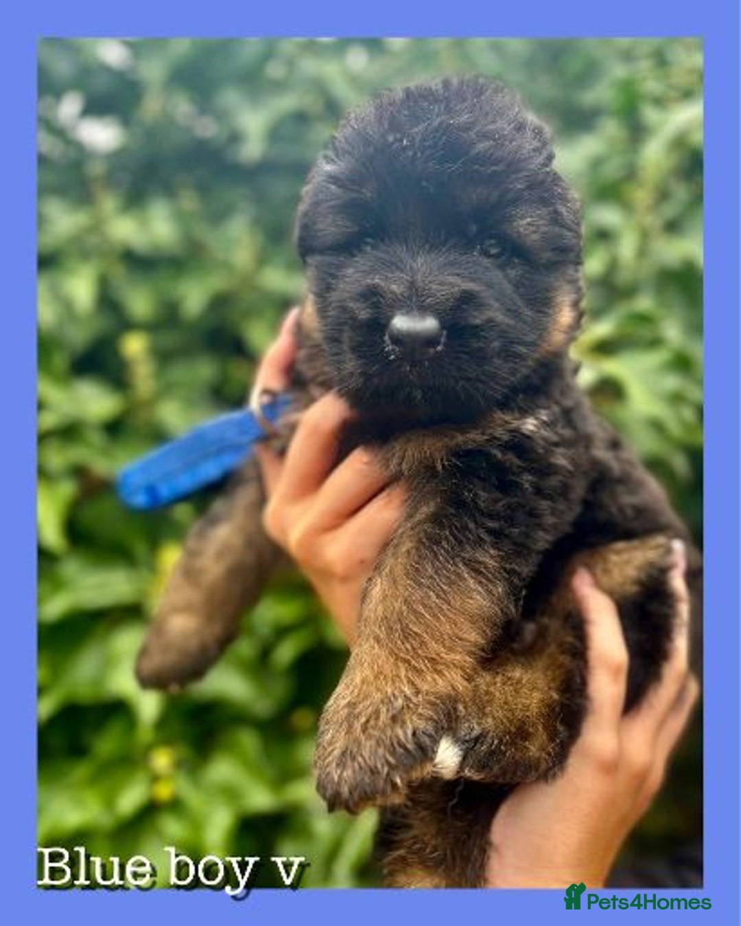 German Shepherd dogs for sale:   GSD puppies' fluffy coats  - Image 4