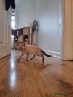 Bengal cats - Advert 13