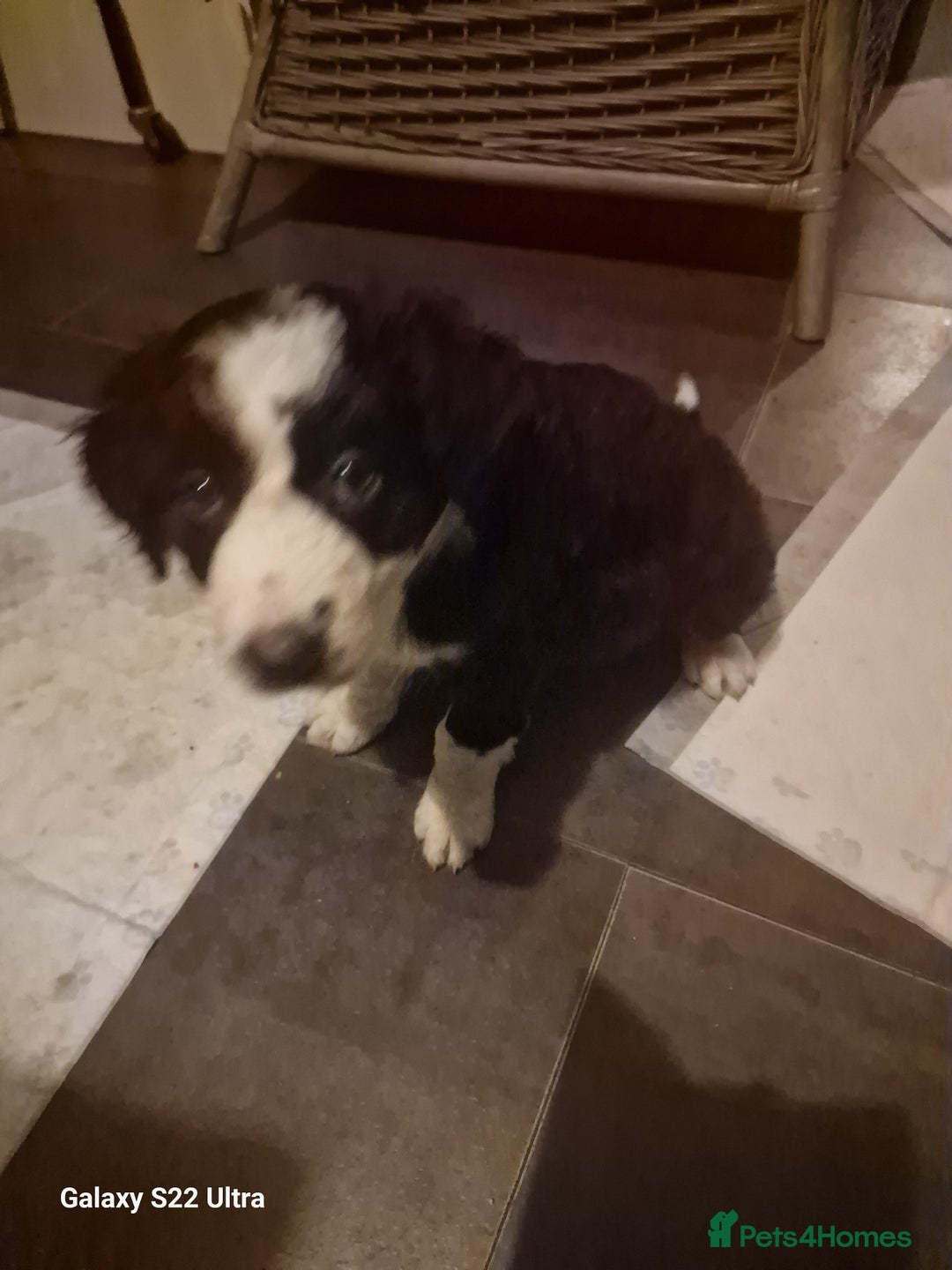 Mixed Breed dogs for sale: Boarder collie  - Advert 2