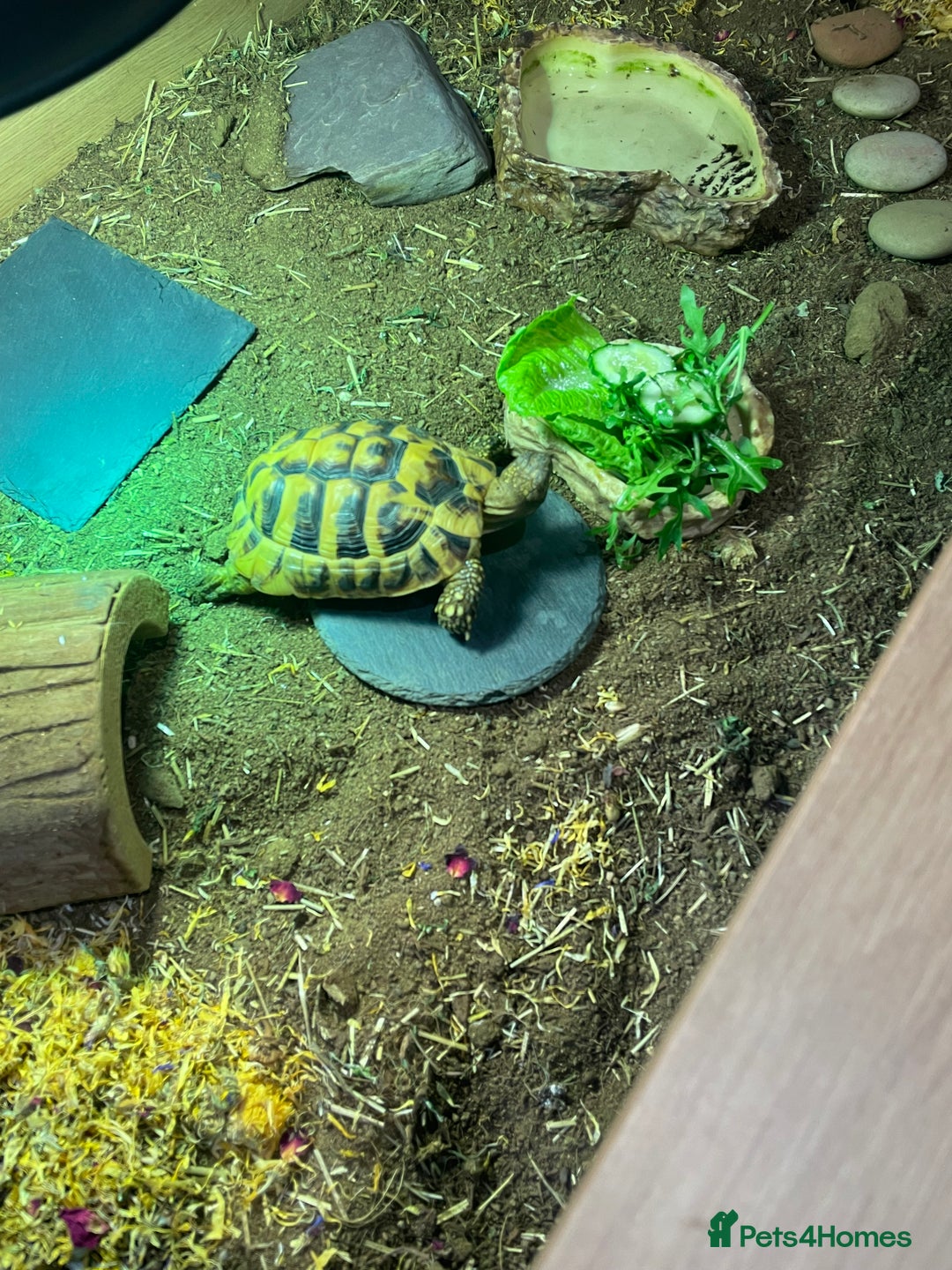 Hermann Tortoise reptiles for sale: Male Hermann Tortoise 5 years old with enclosure  - Advert 5