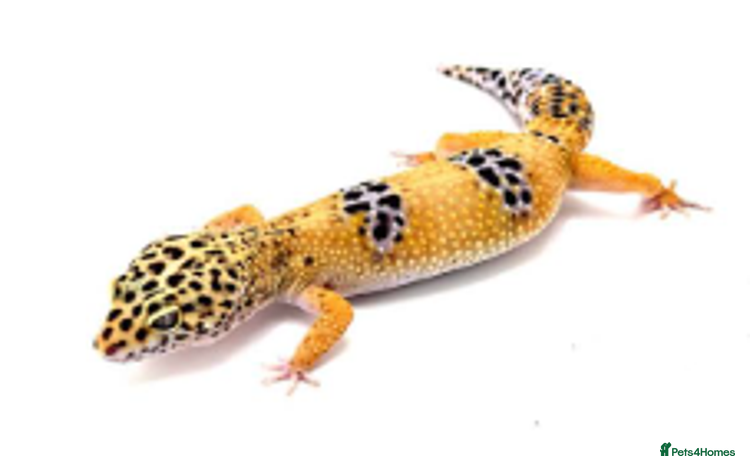Gecko reptiles - Advert 10