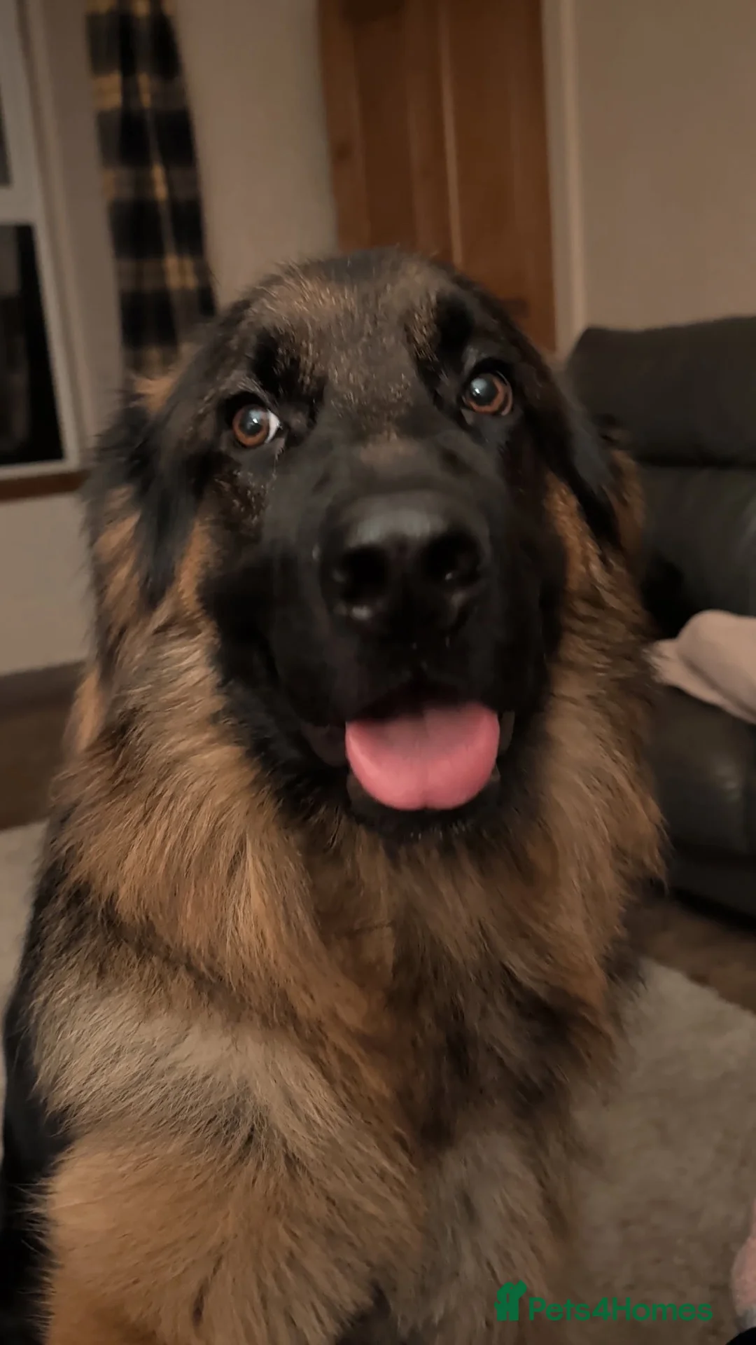 German Shepherd dogs for sale: Max!! - Advert 2
