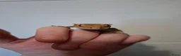 Gecko reptiles for sale: 3 crested geckos for sale  - Advert 2