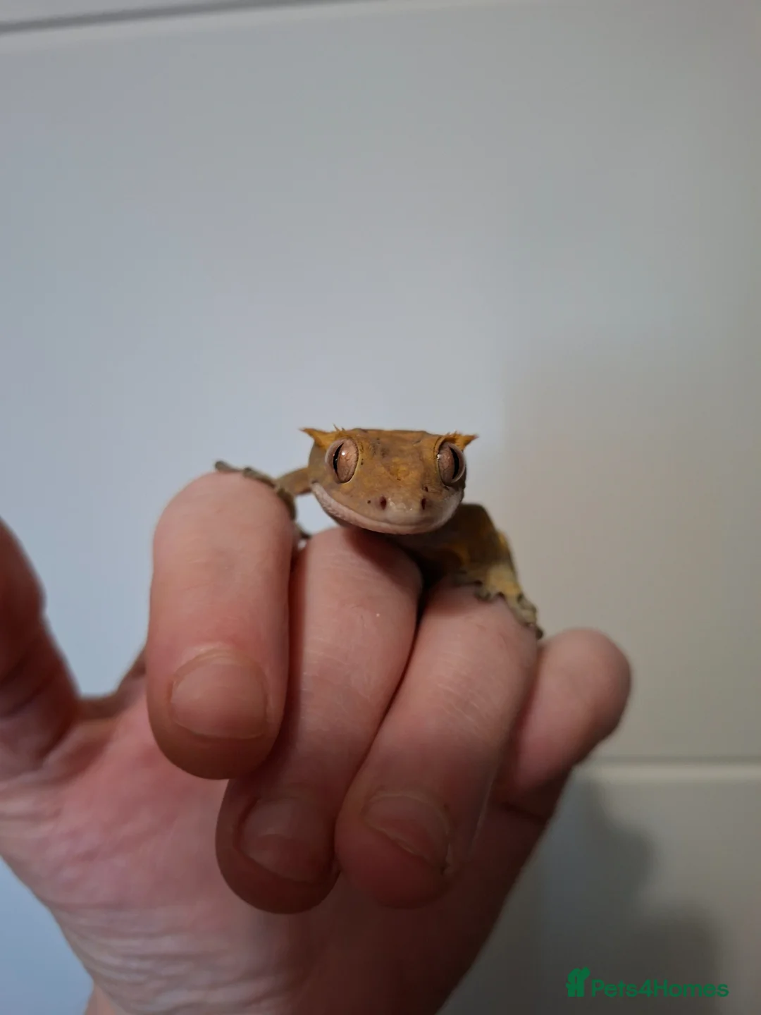 Gecko reptiles for sale: 3 crested geckos for sale  - Advert 2