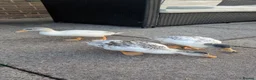 Ducks poultry for sale: 6 week old tame miniature silver appleyard ducks in Stockport - Advert 2