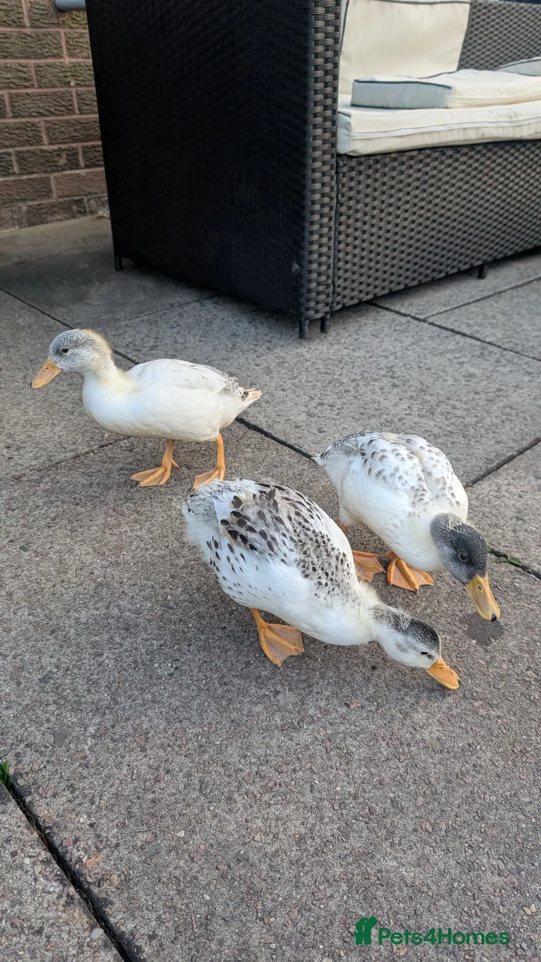 Ducks poultry for sale: 6 week old tame miniature silver appleyard ducks in Stockport - Advert 2