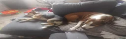 Mixed Breed dogs for stud: Stud Border Collie x Jack Russel  in Watlington - Advert 14
