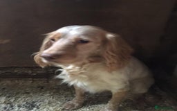 Cocker Spaniel dogs for sale: Champagne cocker spaniel pups  - Image 8