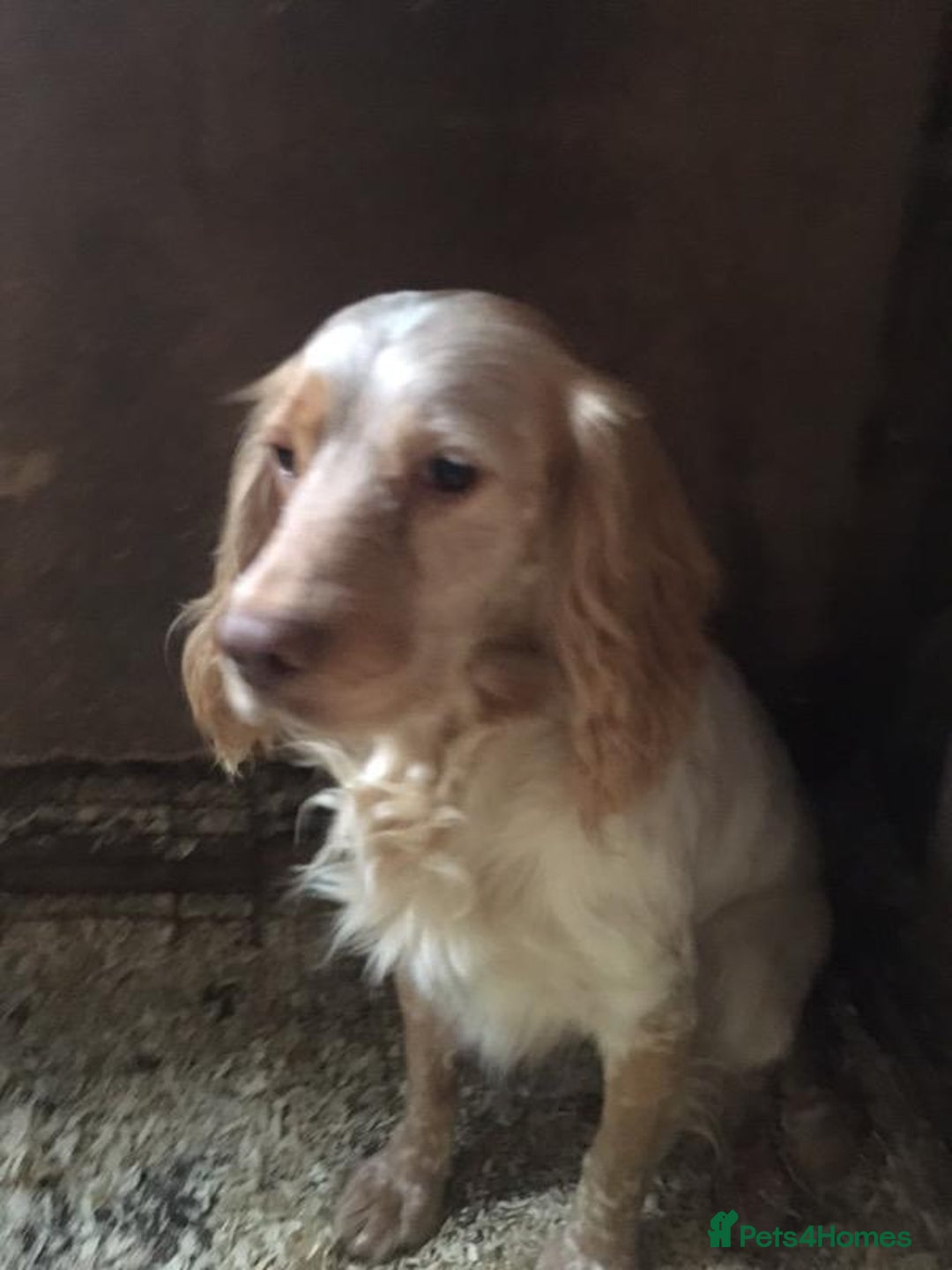 Cocker Spaniel dogs for sale: Champagne cocker spaniel pups  - Image 8