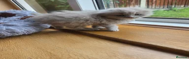 Scottish fold lilack fluffy  boy Kitten 2