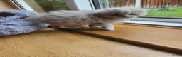 Scottish Fold cats for sale: Kittens Scottish lilac and blue fold fluffy boys in Nottingham - Advert 20