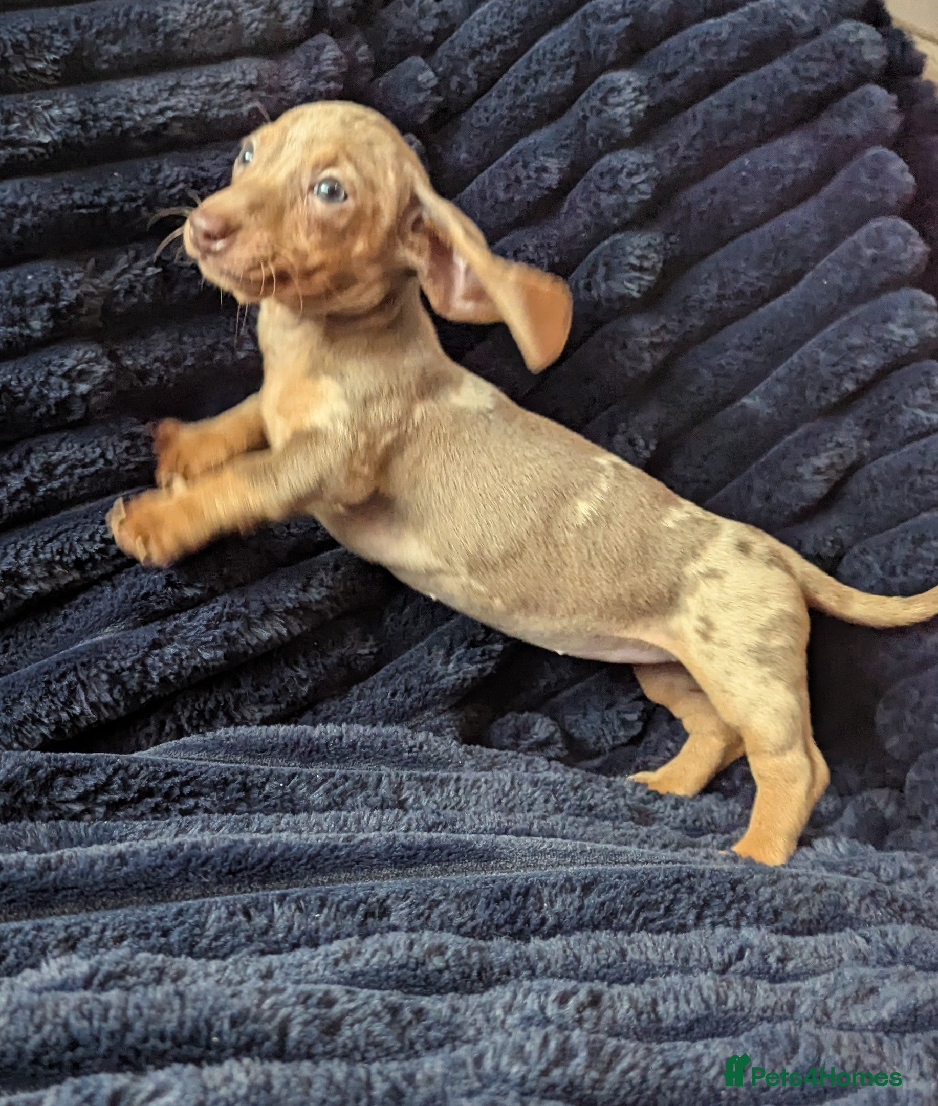 Miniature Dachshund dogs Miniature dachshund puppies  - Advert 15