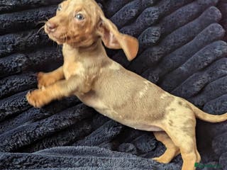 Miniature Dachshund dogs Miniature dachshund puppies - Advert 15