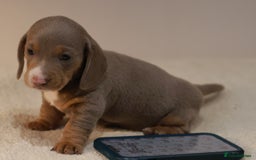 Miniature Dachshund dogs for sale: 5StarsLicensed+KC+PRAClear+VetChecked - Image 12