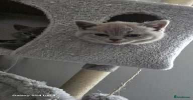 British Shorthair cats in Preston - Advert 16
