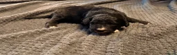 Bordoodle dogs for sale: Border doodle puppies - Advert 7