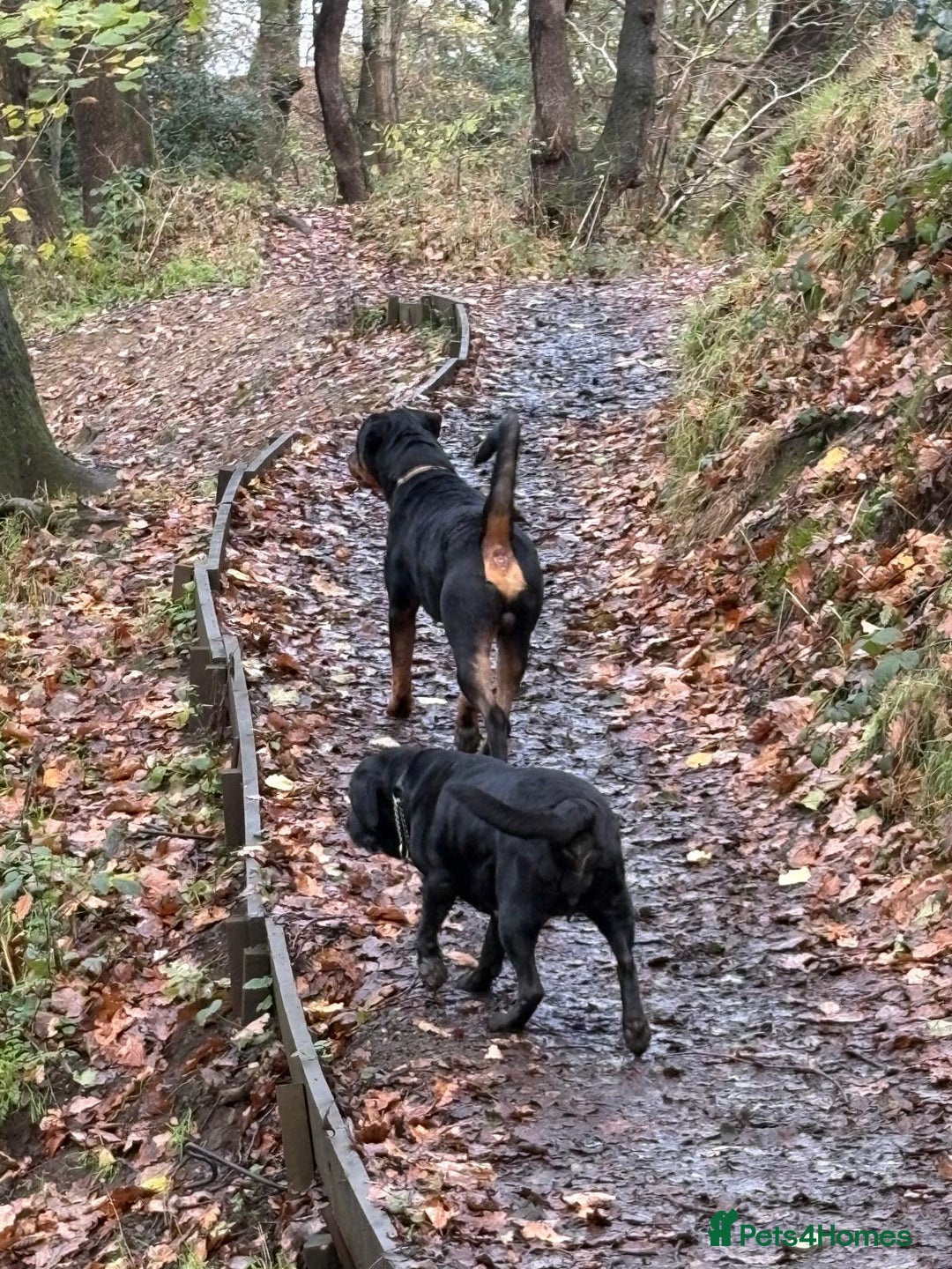 Rottweiler dogs for stud: FOR STUD ROTTWEILER  - Advert 9