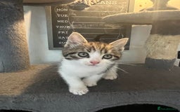 Mixed Breed cats for sale: 6 Stunning kittens ready now! 🤍 🐈 🤍 - Image 13