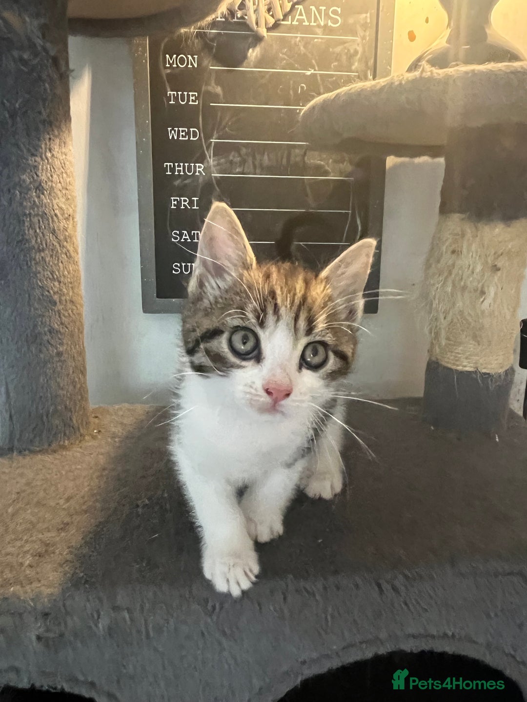 Mixed Breed cats for sale: 6 Stunning kittens ready now! 🤍 🐈 🤍 - Image 13