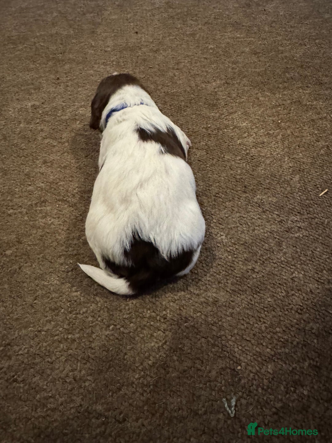 Mixed Breed dogs for sale: 8 Springer mix Puppies - Advert 14