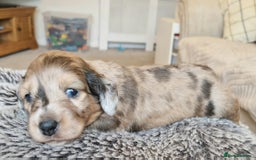 Miniature Dachshund dogs for sale: Long hair minature dachshunds - Image 22
