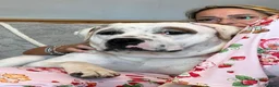 Staffordshire Bull Terrier dogs for sale: 10 month old staffie ghost  - Advert 15