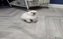 Ragdoll cats for sale: GCCF Registered female. Ready now.  - Image 4
