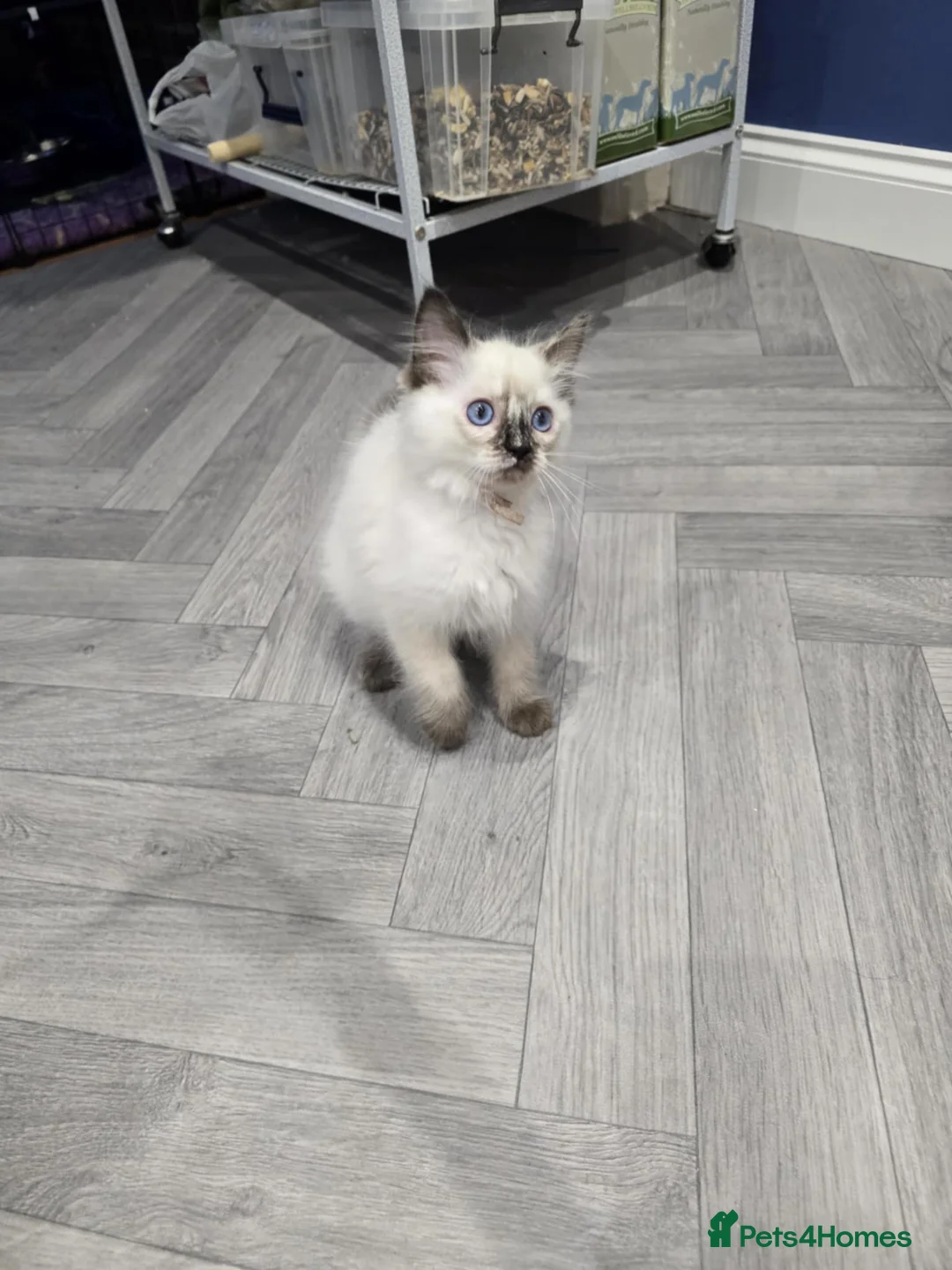 Ragdoll cats for sale: GCCF Registered female. Ready now.  - Advert 9