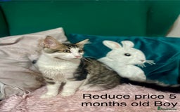 Maine Coon cats for sale: Gorgeous Black & Black Smoke kittens TICA parents - Image 29