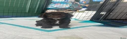 Cockapoo dogs for sale: 🤎 Chocolate Cockapoo’s 🤎 Health Tested 🤎 - Advert 22