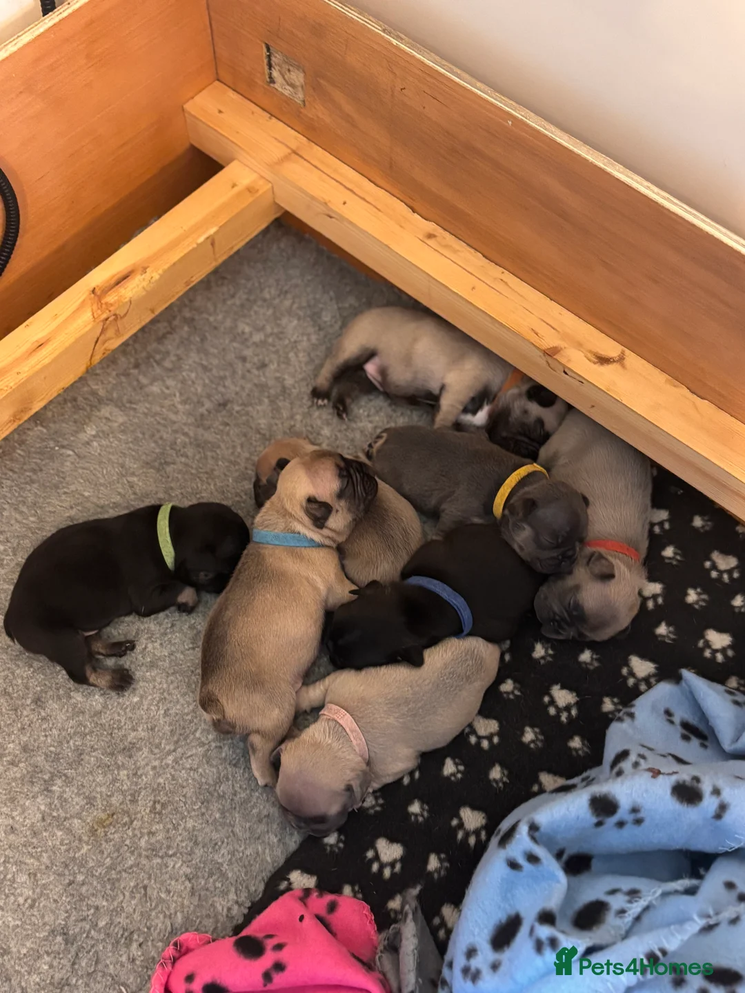 French Bulldog dogs for sale: 🐾 Adorable French Bulldog Puppies 🐾 - Advert 19