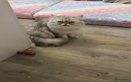 British Shorthair cats for sale: Beautiful British short hair kittens  - Advert 2