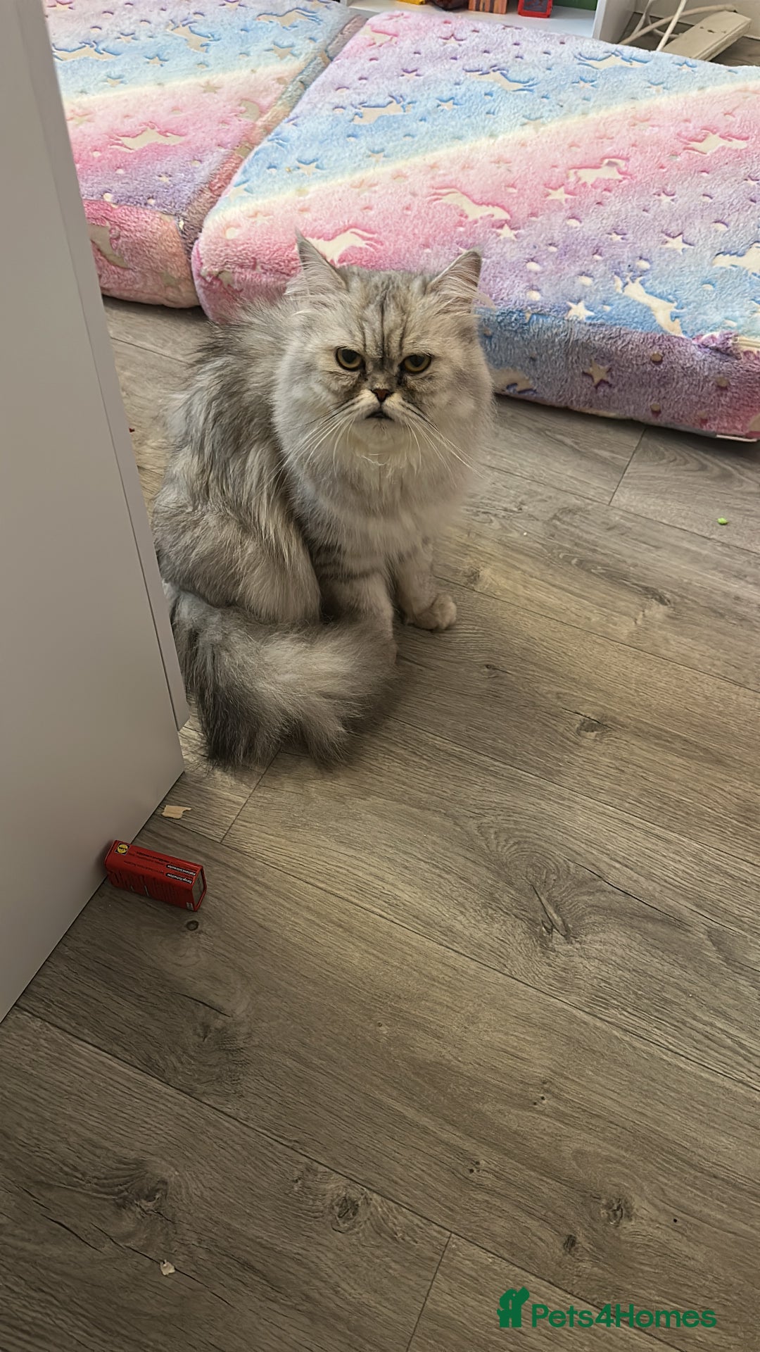 British Shorthair cats for sale: Beautiful British short hair kittens  - Advert 2