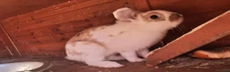 English Lop rabbits for sale: Doe and buck bunnies £ 35 each - Advert 6