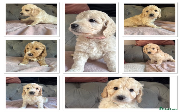 Mini Goldendoodle dogs - Advert 4
